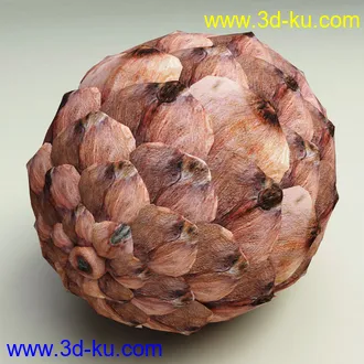 松果模型,松树果实,松塔冷杉果模型的图片