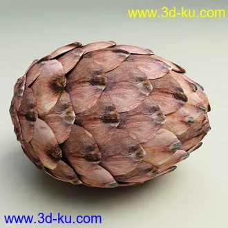 松果模型,松树果实,松塔冷杉果模型的图片