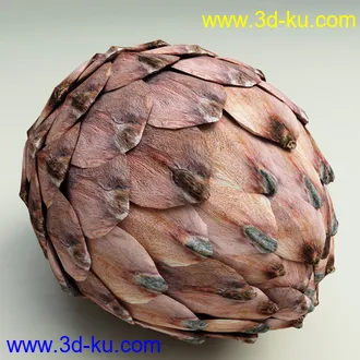 松果模型,松树果实,松塔冷杉果模型的图片