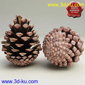 松果模型,松树果实,松塔冷杉果模型的图片
