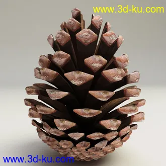 松果模型,松树果实,松塔冷杉果模型的图片