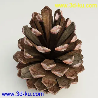 松果模型,松树果实,松塔冷杉果模型的图片