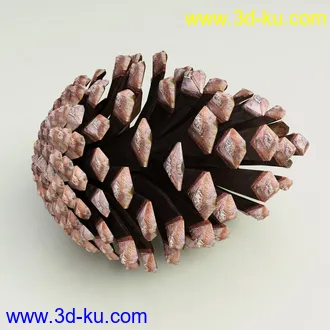 松果模型,松树果实,松塔冷杉果模型的图片