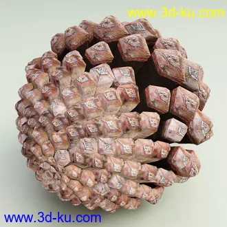 松果模型,松树果实,松塔冷杉果模型的图片