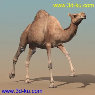 骆驼模型,沙漠骆驼模型,带绑定动画骆驼模型的图片