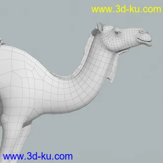 骆驼模型,沙漠骆驼模型,带绑定动画骆驼模型的图片24