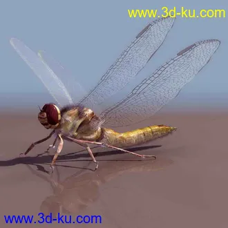 动物模型,狗,牛,兔子,鸟,马,飞龙,蜻蜓,狮子,蝴蝶,猪模型合集的图片