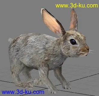 动物模型,狗,牛,兔子,鸟,马,飞龙,蜻蜓,狮子,蝴蝶,猪模型合集的图片