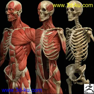 人类人体肌肉骨骼模型,ztl格式的图片1