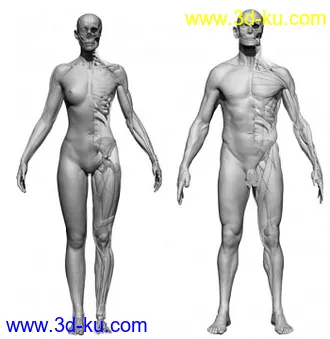 男女模特明星等比模型的图片