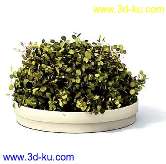 盆栽模型,盆景模型,花卉模型,植物模型合集共63个的图片