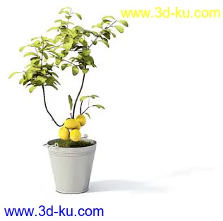 盆栽模型,盆景模型,花卉模型,植物模型合集共63个的图片19