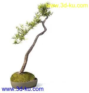 盆栽模型,盆景模型,花卉模型,植物模型合集共63个的图片