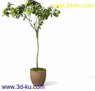 盆栽模型,盆景模型,花卉模型,植物模型合集共63个的图片36