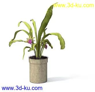 盆栽模型,盆景模型,花卉模型,植物模型合集共63个的图片61