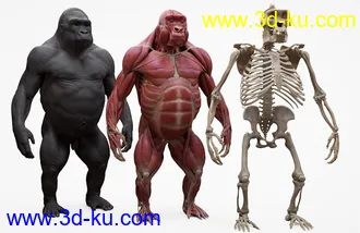 大猩猩模型,大猩猩骨骼模型,大猩猩肌肉形态模型的图片