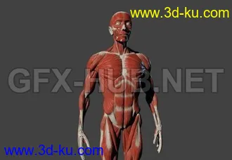 肌肉男人,胖子,骷髅人,老人头像模型的图片1