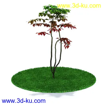 圆冠榆,榕树,金边大叶黄杨,杨树,枫树,桃花树,多室八角金盘,鸡爪槭树,模型合集的图片