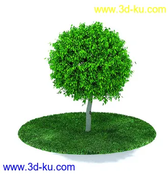 圆冠榆,榕树,金边大叶黄杨,杨树,枫树,桃花树,多室八角金盘,鸡爪槭树,模型合集的图片