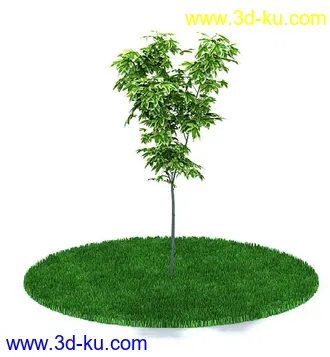 圆冠榆,榕树,金边大叶黄杨,杨树,枫树,桃花树,多室八角金盘,鸡爪槭树,模型合集的图片