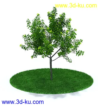 圆冠榆,榕树,金边大叶黄杨,杨树,枫树,桃花树,多室八角金盘,鸡爪槭树,模型合集的图片