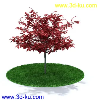 圆冠榆,榕树,金边大叶黄杨,杨树,枫树,桃花树,多室八角金盘,鸡爪槭树,模型合集的图片