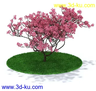 圆冠榆,榕树,金边大叶黄杨,杨树,枫树,桃花树,多室八角金盘,鸡爪槭树,模型合集的图片