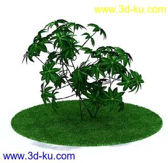 圆冠榆,榕树,金边大叶黄杨,杨树,枫树,桃花树,多室八角金盘,鸡爪槭树,模型合集的图片