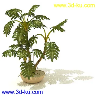 镰叶坎棕,龟背竹属,蔓绿绒,春羽,香龙血树,隐棒花,九冠草,盆景,盆栽,模型合集的图片