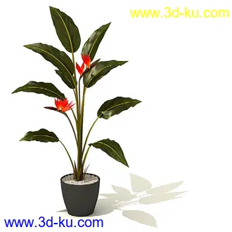 鹤望兰,喜林芋,海芋,芭蕉树,龙血树,龙须铁,象脚丝兰,瓜栗,盆景,盆栽,模型合集的图片1