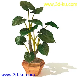 鹤望兰,喜林芋,海芋,芭蕉树,龙血树,龙须铁,象脚丝兰,瓜栗,盆景,盆栽,模型合集的图片2