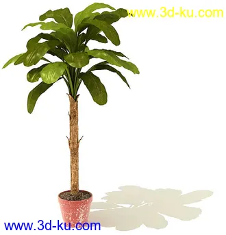 鹤望兰,喜林芋,海芋,芭蕉树,龙血树,龙须铁,象脚丝兰,瓜栗,盆景,盆栽,模型合集的图片3