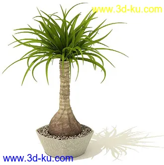 鹤望兰,喜林芋,海芋,芭蕉树,龙血树,龙须铁,象脚丝兰,瓜栗,盆景,盆栽,模型合集的图片4