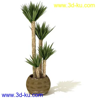 鹤望兰,喜林芋,海芋,芭蕉树,龙血树,龙须铁,象脚丝兰,瓜栗,盆景,盆栽,模型合集的图片5