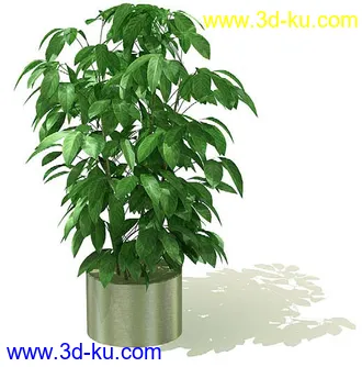 鹤望兰,喜林芋,海芋,芭蕉树,龙血树,龙须铁,象脚丝兰,瓜栗,盆景,盆栽,模型合集的图片6