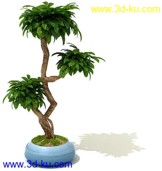 香花槐,变叶木,鸡爪槭,平安树,元宝树,鹅掌柴,桔子树,金橘,盆景,盆栽,模型合集的图片