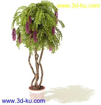 香花槐,变叶木,鸡爪槭,平安树,元宝树,鹅掌柴,桔子树,金橘,盆景,盆栽,模型合集的图片