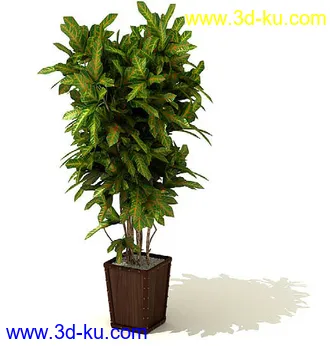 香花槐,变叶木,鸡爪槭,平安树,元宝树,鹅掌柴,桔子树,金橘,盆景,盆栽,模型合集的图片