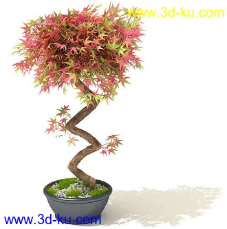 香花槐,变叶木,鸡爪槭,平安树,元宝树,鹅掌柴,桔子树,金橘,盆景,盆栽,模型合集的图片