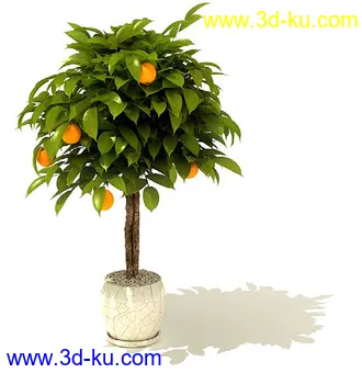 香花槐,变叶木,鸡爪槭,平安树,元宝树,鹅掌柴,桔子树,金橘,盆景,盆栽,模型合集的图片