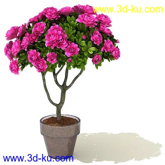 雪铁芋,鹅掌柴,金钱榕,杜鹃,变色络石,康乃馨,毛叶沼泽蕨,盆景,盆栽,模型合集的图片