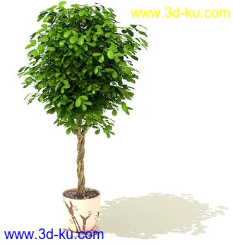 雪铁芋,鹅掌柴,金钱榕,杜鹃,变色络石,康乃馨,毛叶沼泽蕨,盆景,盆栽,模型合集的图片