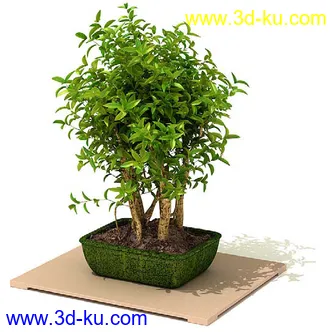 雪铁芋,鹅掌柴,金钱榕,杜鹃,变色络石,康乃馨,毛叶沼泽蕨,盆景,盆栽,模型合集的图片
