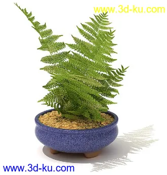 雪铁芋,鹅掌柴,金钱榕,杜鹃,变色络石,康乃馨,毛叶沼泽蕨,盆景,盆栽,模型合集的图片