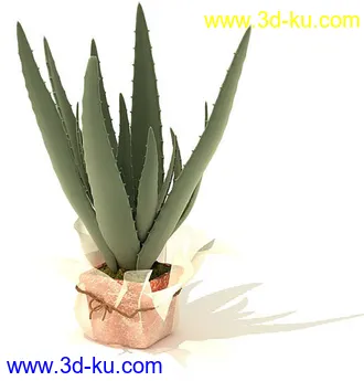 变叶木,芦荟,水浮莲,千年木,龙血树,弯叶丝兰,百合竹,盆景,盆栽,模型合集的图片