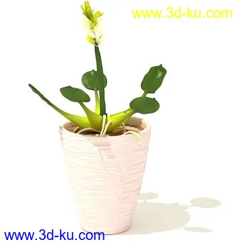 变叶木,芦荟,水浮莲,千年木,龙血树,弯叶丝兰,百合竹,盆景,盆栽,模型合集的图片