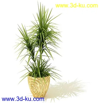 变叶木,芦荟,水浮莲,千年木,龙血树,弯叶丝兰,百合竹,盆景,盆栽,模型合集的图片