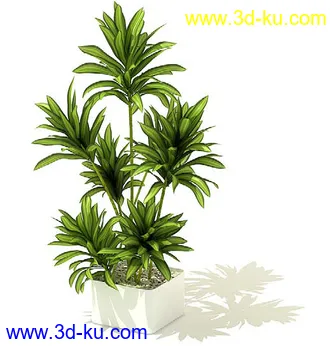 变叶木,芦荟,水浮莲,千年木,龙血树,弯叶丝兰,百合竹,盆景,盆栽,模型合集的图片