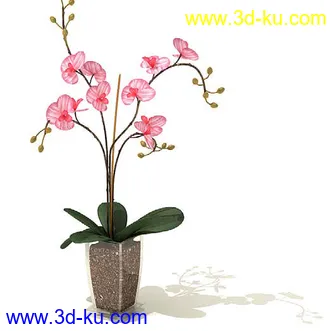 萼脊兰,紫背鹿衔草,五唇兰,蝴蝶兰,树平藓,梅花,紫花含笑,盆景,盆栽,模型合集的图片