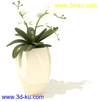 萼脊兰,紫背鹿衔草,五唇兰,蝴蝶兰,树平藓,梅花,紫花含笑,盆景,盆栽,模型合集的图片